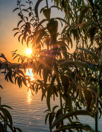 Silhouette plants against sky during sunset