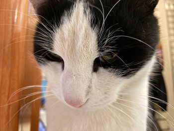 Close-up portrait of a cat