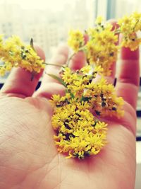 Close-up of hand holding flowering plant