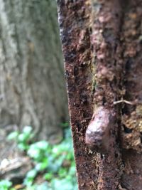 Close-up of moss on tree trunk