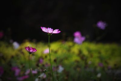 Close-up of pink flowering plant on field