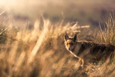 Portrait of an animal on land