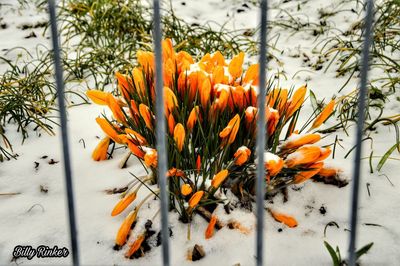 Close-up of orange flowers blooming in winter