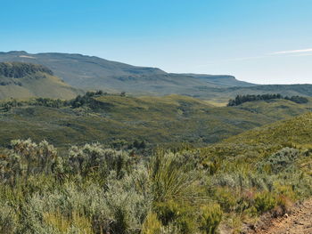 High altitude moorland against a mountain background, mount kenya