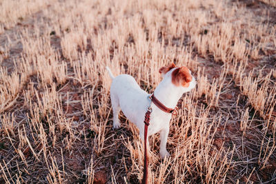 View of a dog on field