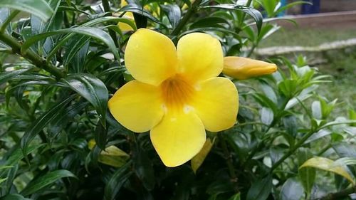 Close-up of yellow flower