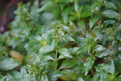 Close-up of flowering plant