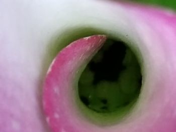 Macro shot of pink flower