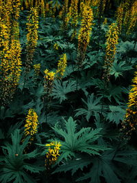 Close-up of yellow flowers blooming outdoors