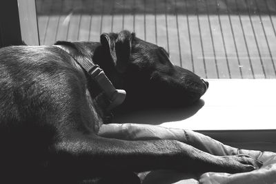 Close-up of dog sleeping by window at home