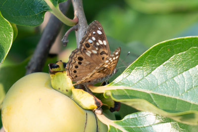 Close-up of butterfly on fruit