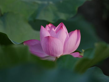 Close-up of pink lotus water lily