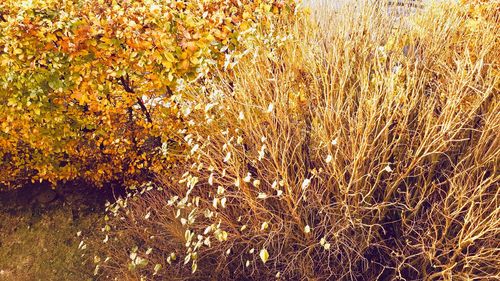 Full frame shot of yellow flowers on field