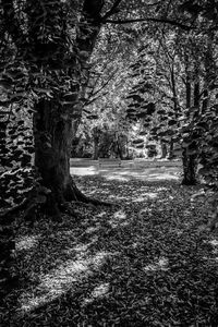 Trees growing in forest