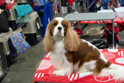Close up of a cavalier king charles spaniel sitting on a dog grooming table