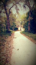 Road passing through forest