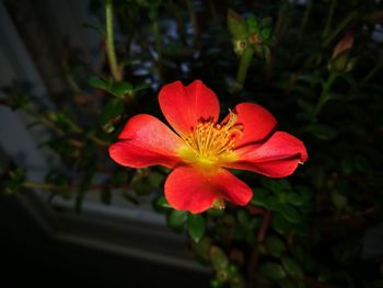 Close-up of red flower