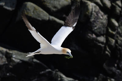 Close-up of white bird flying over rock