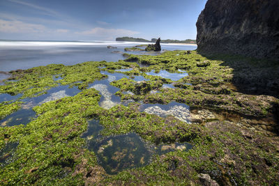 Moss on rocks at sea shore against sky