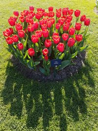 High angle view of red heart shaped flowers