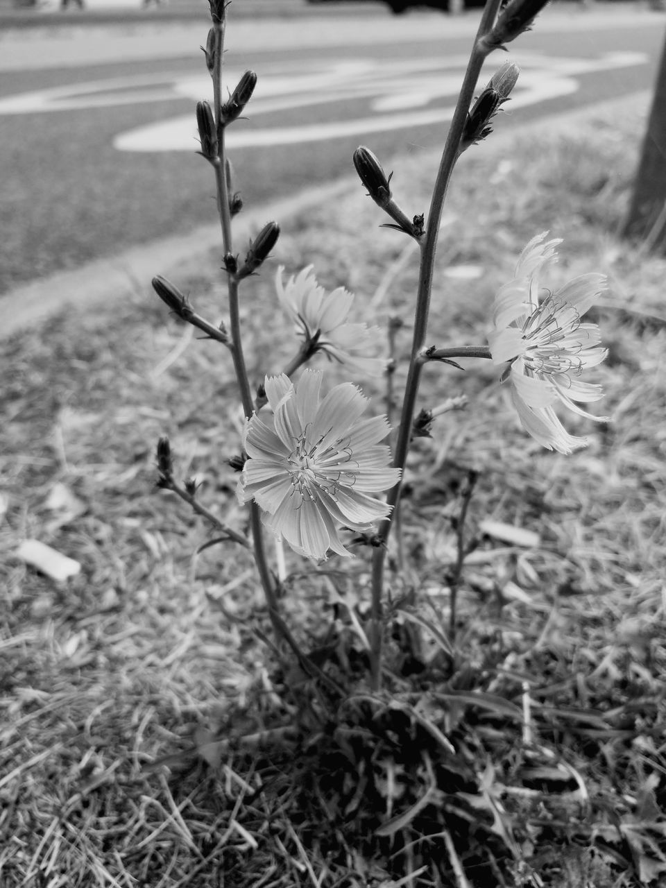 CLOSE-UP OF WHITE FLOWERING PLANTS ON FIELD