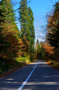 Road passing through forest