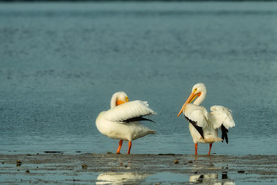 High angle view of birds in lake