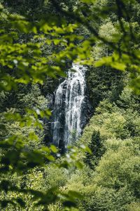 Scenic view of waterfall in forest