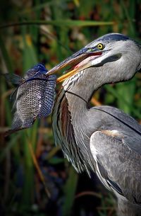 Close-up of gray heron perching on leaf