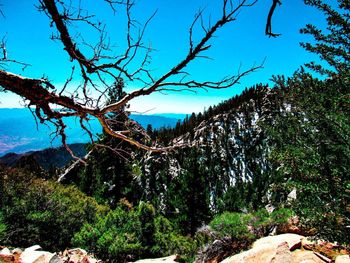 Low angle view of trees in forest