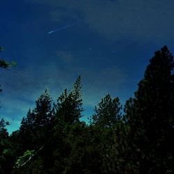 Low angle view of trees against star field