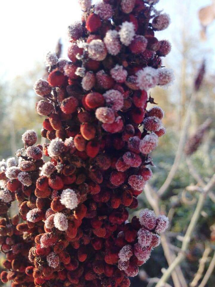 CLOSE-UP OF PINE CONE ON FLOWER