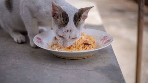 Close-up of cat eating food