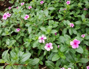 Close-up of pink flowers blooming in park