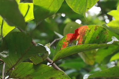 Close-up of grasshopper on leaf