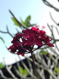 Close-up of fresh red flowers blooming against sky