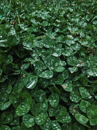 Full frame shot of raindrops on leaves