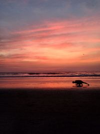 Scenic view of sea at sunset