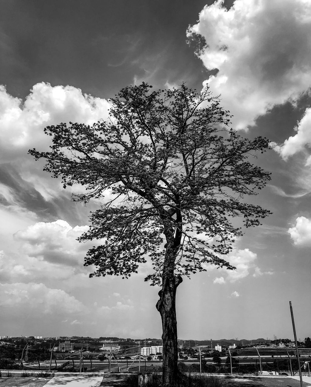 LOW ANGLE VIEW OF TREE AGAINST CLOUDY SKY