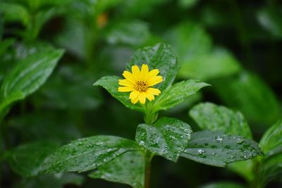 Close-up of yellow flower blooming outdoors