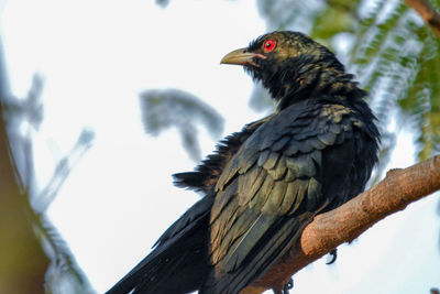 Close-up of bird perching on a branch