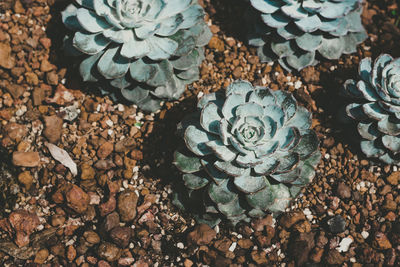 High angle view of succulent plant