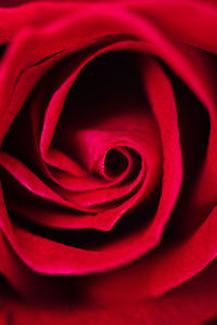 Close-up of red rose