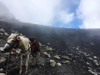 View of horse on mountain against sky