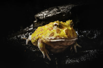 Close-up of frog in water