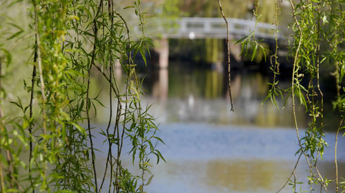 Reflection of plants in lake