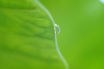 Close-up of green leaf