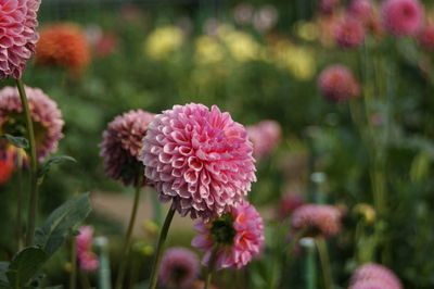 Close-up of pink flowering plants in park