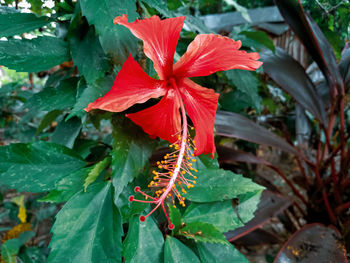 Close-up of red flowering plant