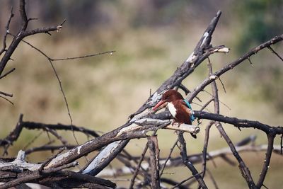 White throated kingfisher in national park